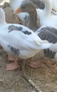 غاز