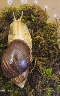 حلزون ایماکولاتا