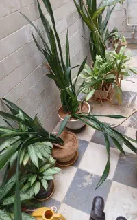 گلهای طبیعی با گلدان ۸ عدد