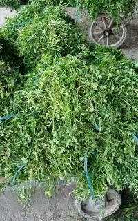 استخدام همکار آقا جهت کار در حجره