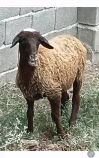 بره ماده..گوسفند