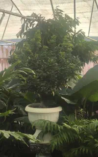 باغبانی و گیاهپزشکی گل های اپارتمانی