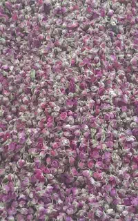 غنچه گل محمدی