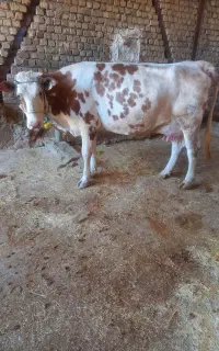 گاو و گوساله سیمینتال