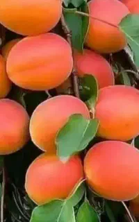 فروش انواع نهال در نهالستان، ماهنشان