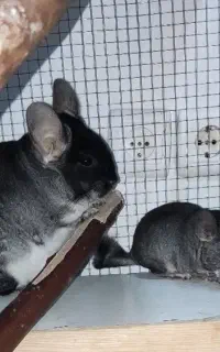 فروش چینچیلا