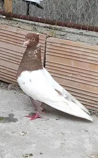 کبوتر