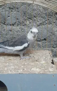 عروس هلند