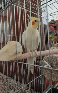 عروس هلندی