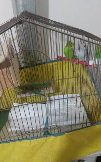یک جفت مرغ عشق نر وماده