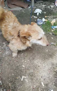 سگ پا کوتاه