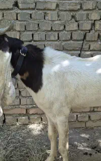 حیوانات مزرعه