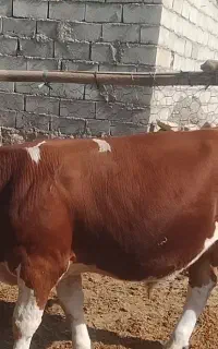 گوساله سیمنتال