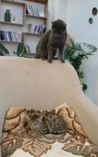 گربه
