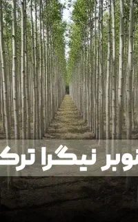 جشنواره ویژه فروش نهال صنوبرضمانت رشد