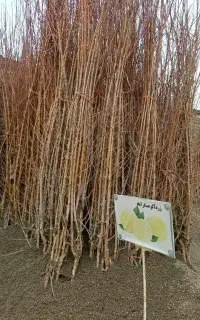 نهال زردآلو