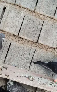 جفت کبوتر