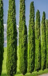 علف تراشی.هرس .قطع درختان.سم پاشی