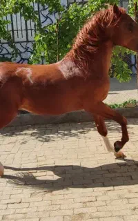 نریان چهار ساله تازه سواری