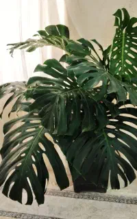 گل اپارتمانی و بیرونی