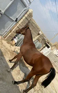 مدیون کرد