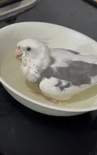 عروس هلندیم گمشده