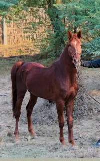 نریان دره شوری سواریدار