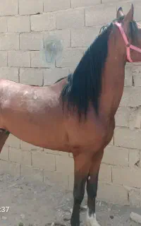 فروش اسب جفت زن