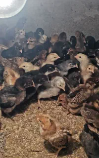 جوجه مرغ گلپایگان 12 روزه
