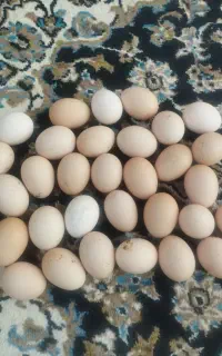 تخم مرغ طبیعی