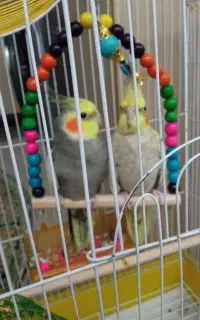 عروس هلندی جفت