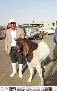 نیروی کار دامداری