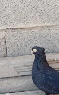 زاغ صرب مست مست