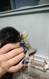 بچه خرگوش مینی لوپ