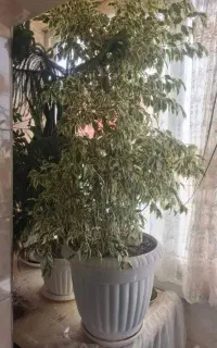 گل و گیاه
