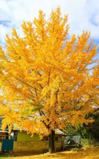 گل های فضای باز صادراتی برای بالکن،حیاط و باغ