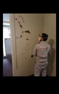 شرکت سمپاشی چهلستون سم پاشی موریانه با ضمانت کتبی