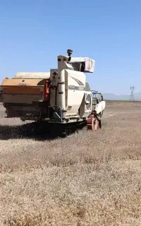 کمباین زنجیری برنج