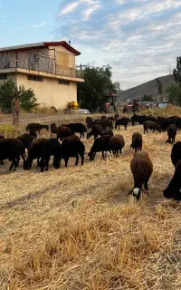 فروش گوسفند