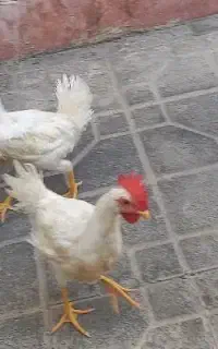 خروس