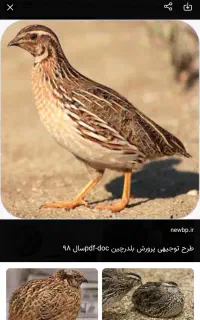 استخدام،کارگر ساده