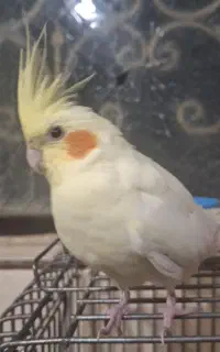 گمشده