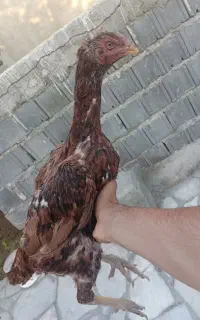 مرغ لاری