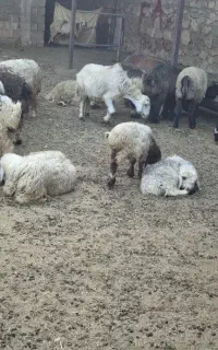 بره