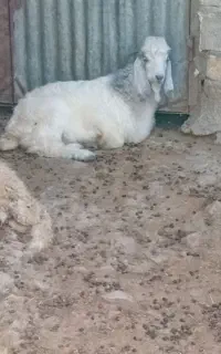 بزغاله چاق