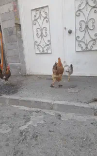 ۲ تا مرغ یک خروس