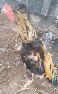 خروس لاری