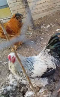 تخم برهما