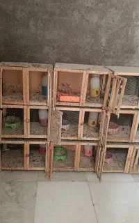 قفس کفتر