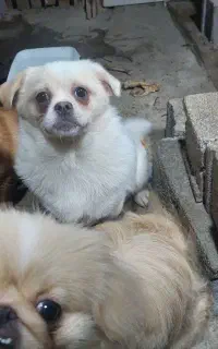 اشپیتز المانی ماده مینیاتور